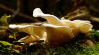 The Role of Mushroom Supplements in a Healthy Lifestyle