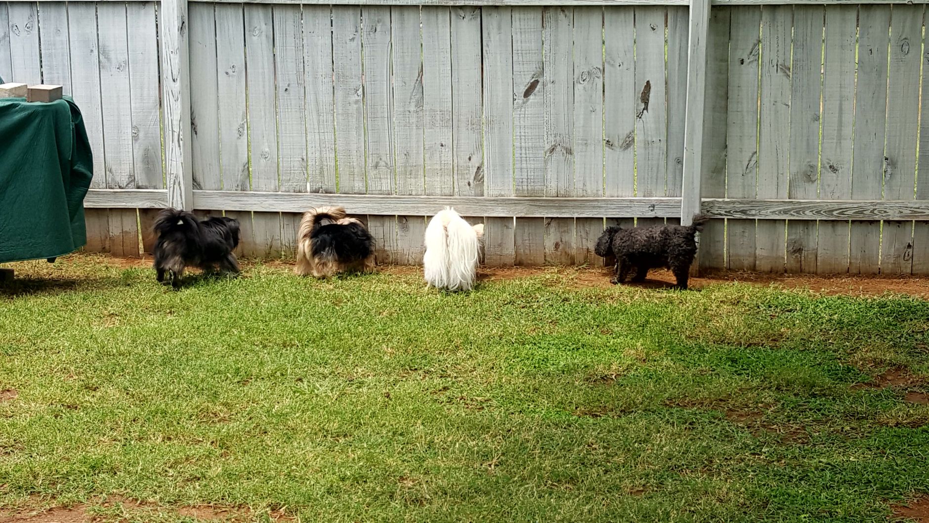 Four small dogs of different breeds curiously explore a wooden fence in a backyard in Edmond, OK